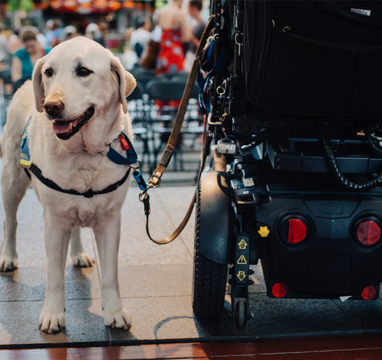 Physical Disability Dogs