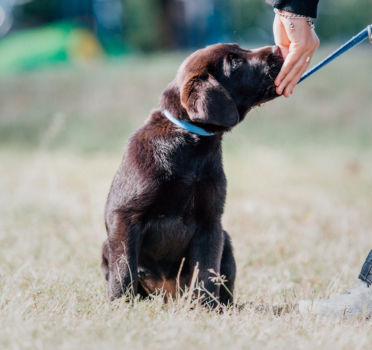 Autism Service Dogs