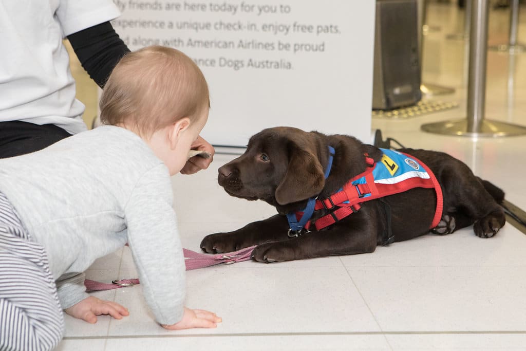 service dog travel to australia