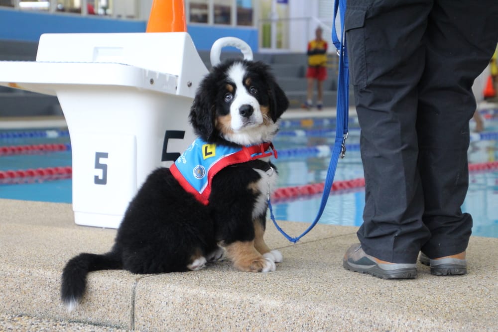 Bernie at pool