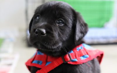 Self-Screening Quiz for Puppy Educator Applicants