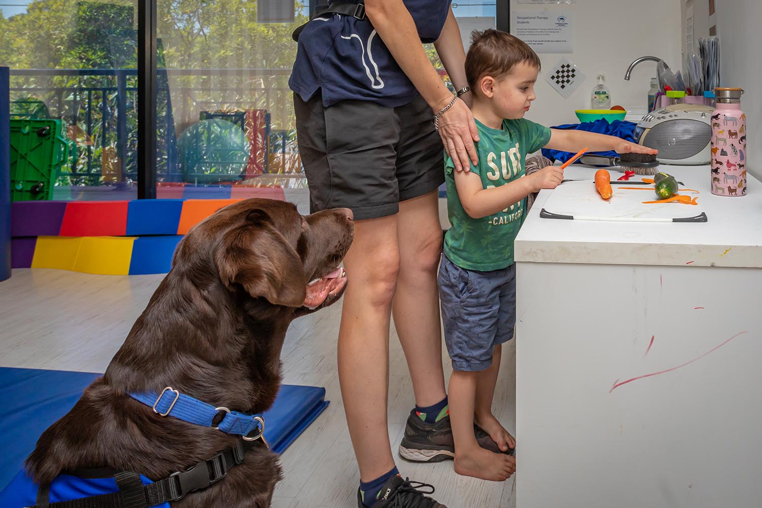 Animal occupational therapist 2025
