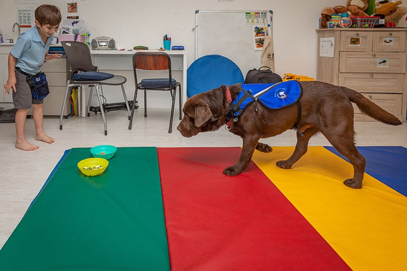 Happy National Therapy Animal Day 2020