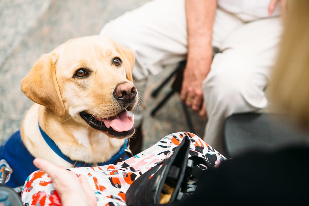 Assistance Dog