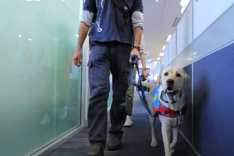 Take your dog to work day