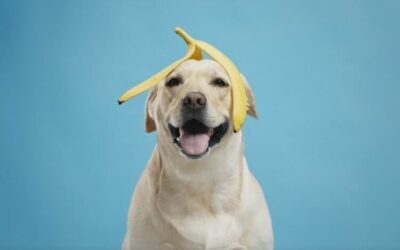 Is it Safe for My Dog to Eat Banana?