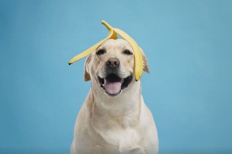 Is it Safe for My Dog to Eat Banana?