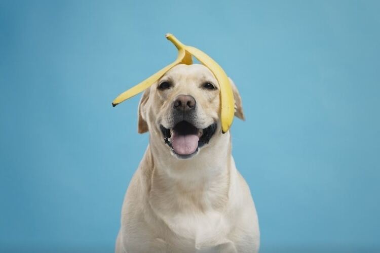 are banana peels good for dogs