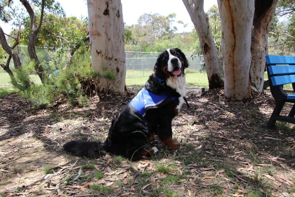 bernese mountain assistance dog