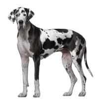 great dane