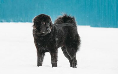 5 Big Dog Breeds We Love