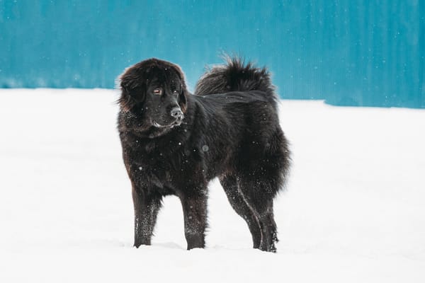 5 Big Dog Breeds We Love