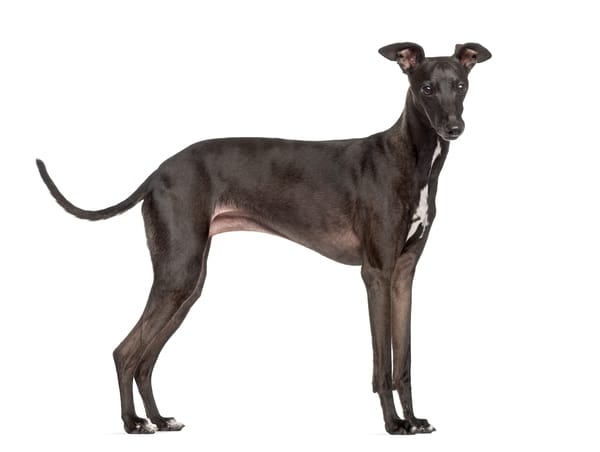 Italian Greyhound