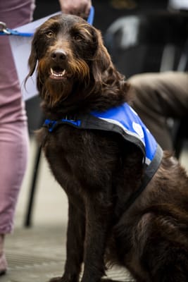 labradoodle assistance dog