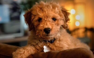 5 Favourite Hypoallergenic Dog Breeds in Australia