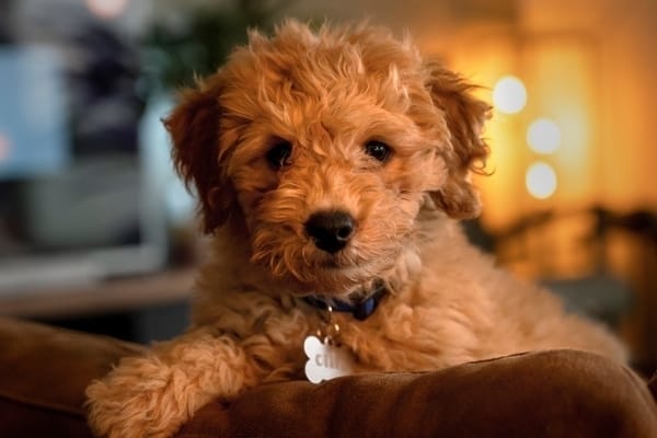 5 Favourite Hypoallergenic Dog Breeds in Australia