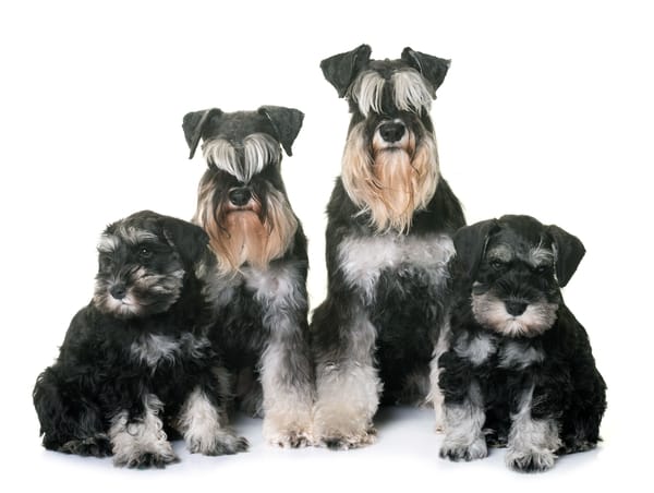 Schnauzer