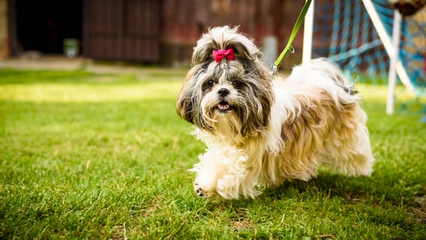 Shih Tzu