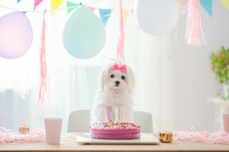 Dog birthday cake recipes