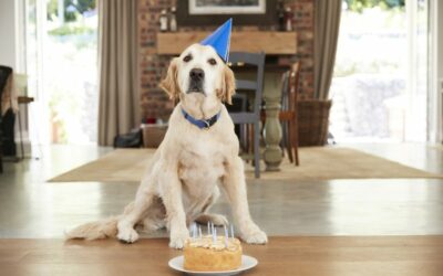 The Best Dog Safe Cake Recipe to Celebrate with Your Dog