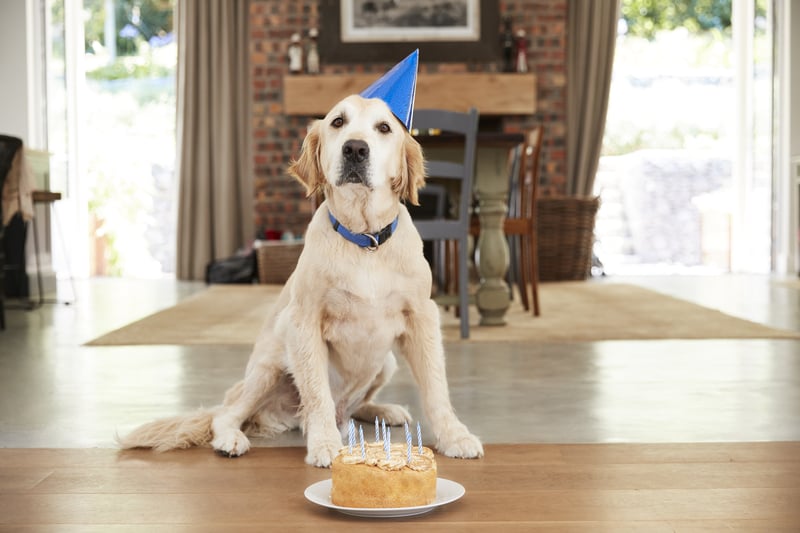 The Best Dog Safe Cake Recipe to Celebrate with Your Dog