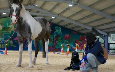 Pups meet Pony at Equine Exposure Class