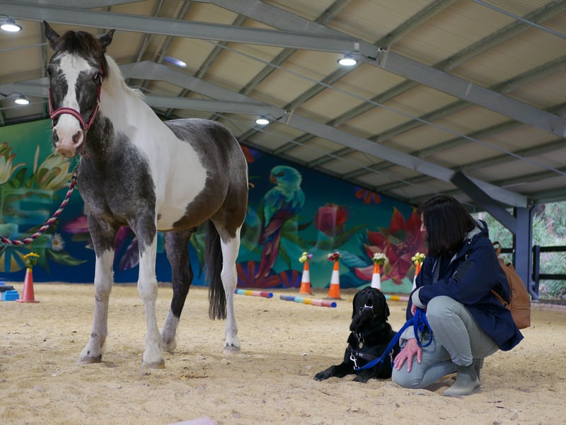 Pups meet Pony at Equine Exposure Class