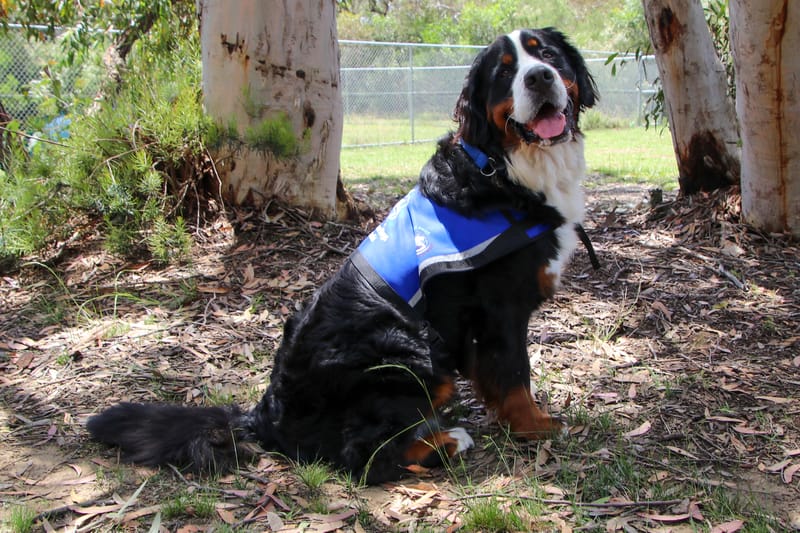 Psychiatric Service Dogs