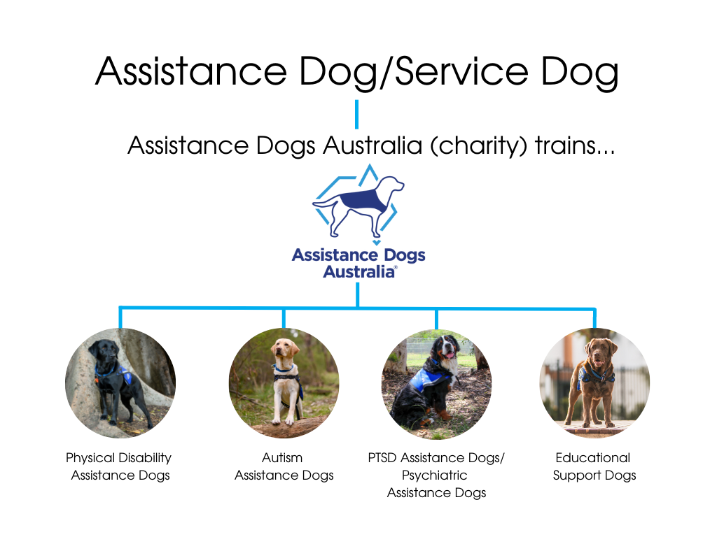 Assistance Dogs Areas of Work