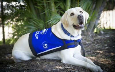 Why Do Service Dogs Wear Vests?