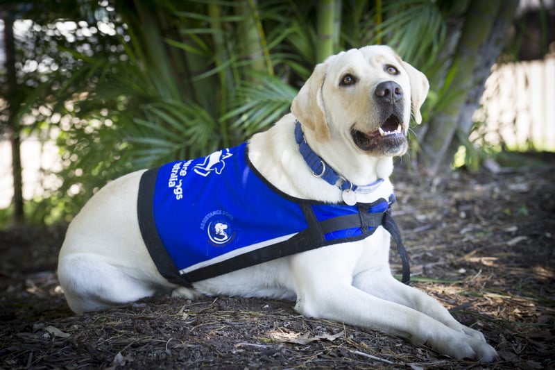 Gus in Assistance Dogs Jacket