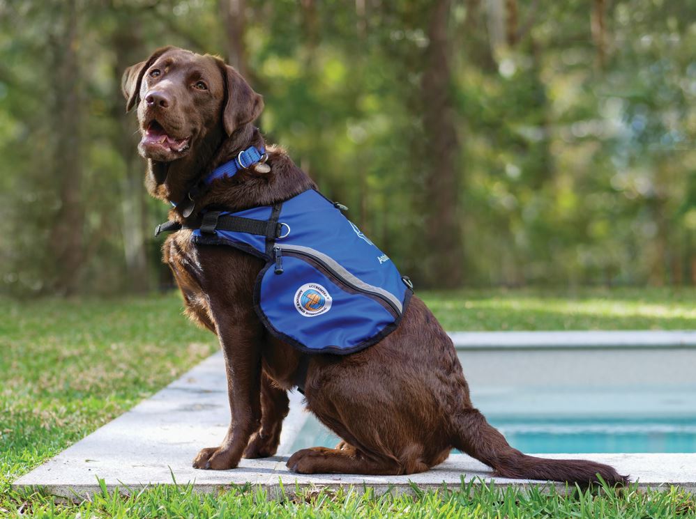 Letty in Assistance Dogs jacket