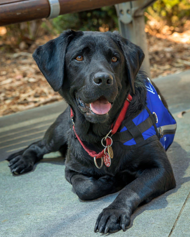 Asta Therapy Dog