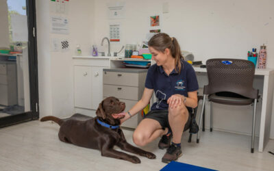 Therapy Dogs in Australia