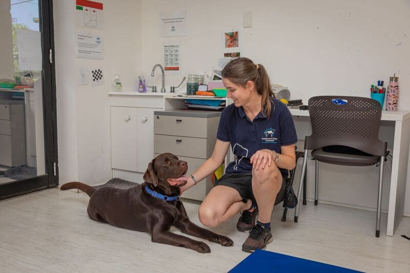 Chocolate Therapy Dog