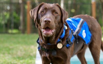 Eleven Reasons Why Labradors are Good Assistance Dogs