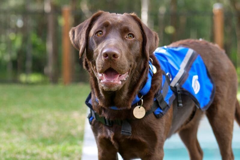 Eleven Reasons Why Labradors are Good Assistance Dogs