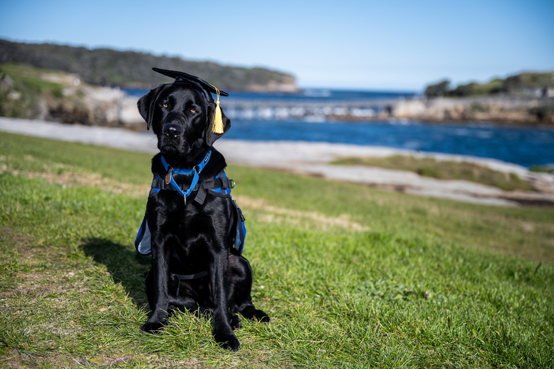 Training an Assistance Dog