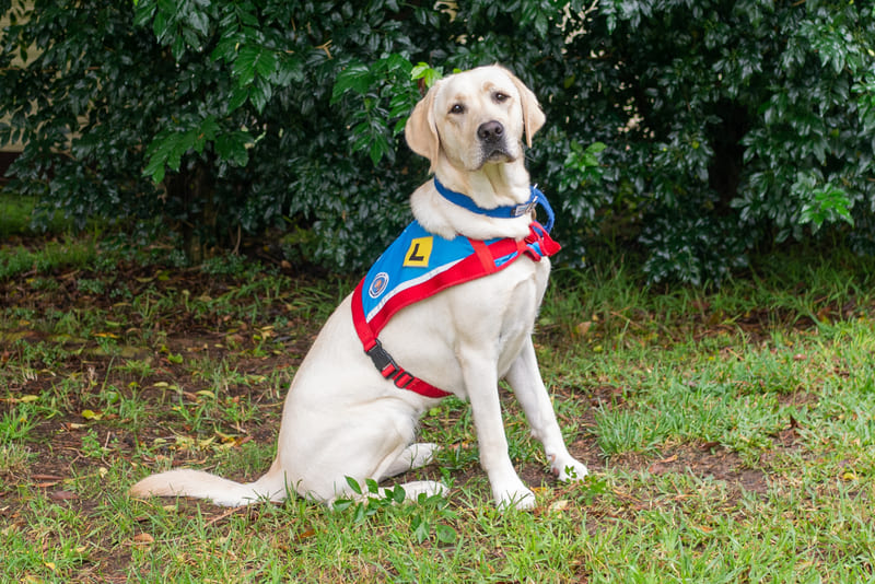 Become A BnBer Victoria Assistance Dogs Australia
