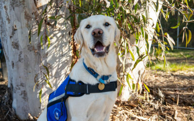 What is the difference between Assistance Dog and Service Dog?