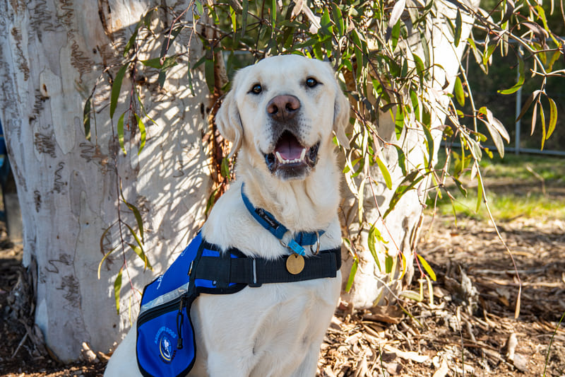 What is the difference between Assistance Dog and Service Dog?