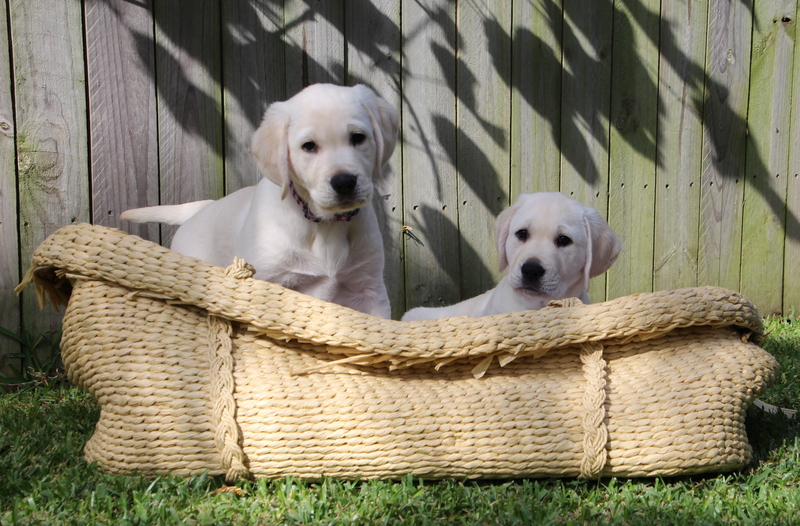 The Puppy Education stage 2