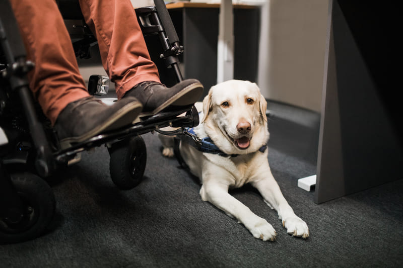 Five Reasons to Have Dogs in the Workplace
