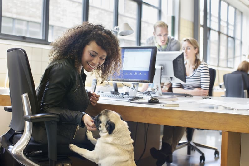 petting-dog-in-workplace