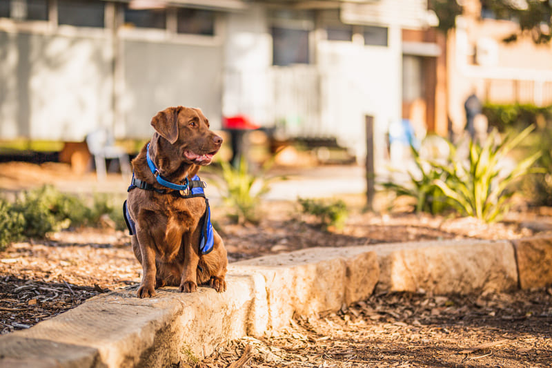 Educational Support Dogs 