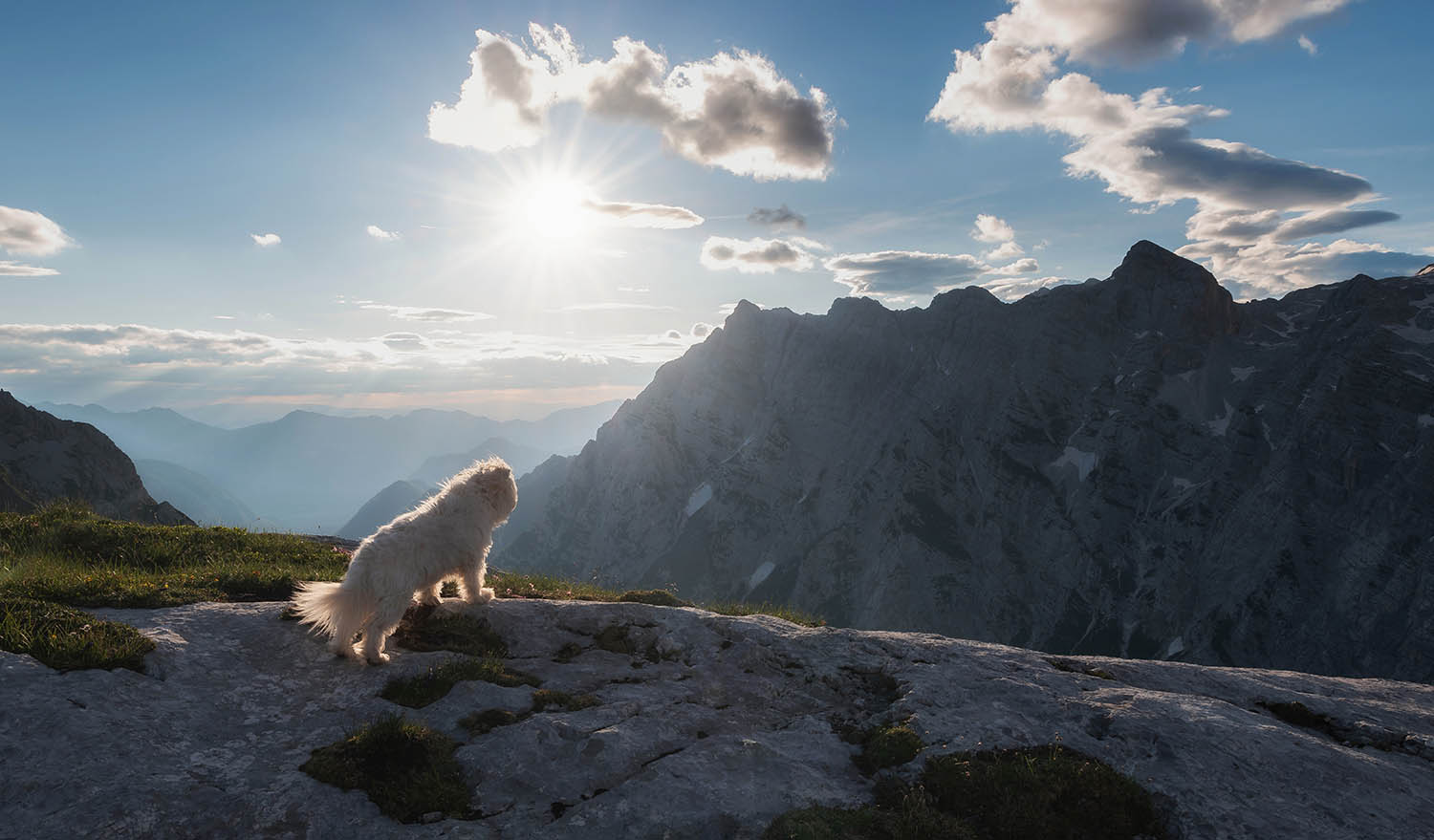 dog watching the sunrise