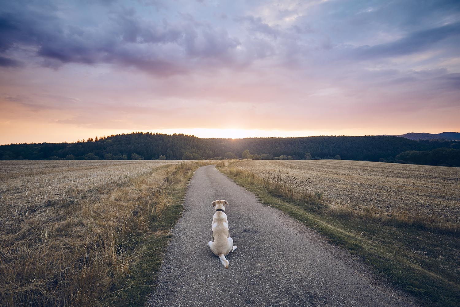 dog waiting at sunset