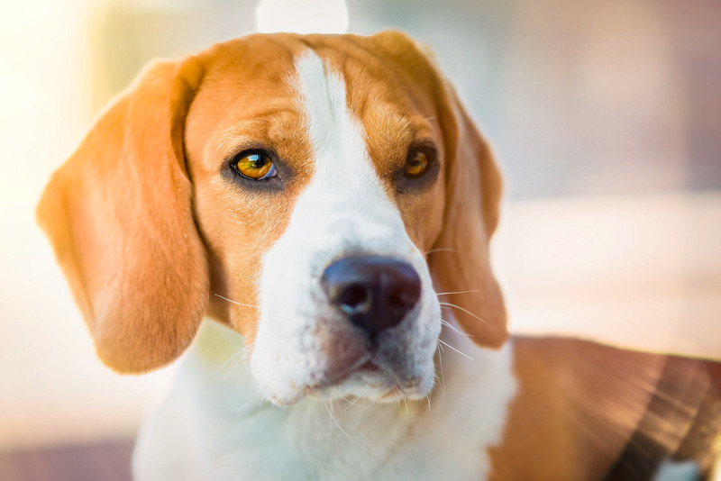 beagle with big eyes