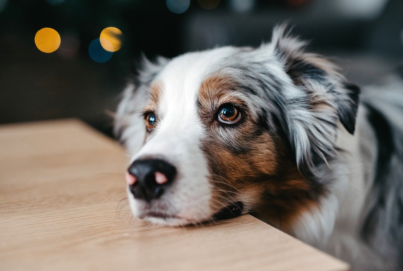 collie dog close-up