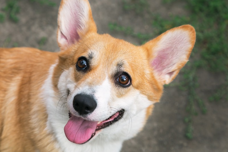 corgi dog close-up